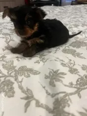 Pui yorkshire terrier 6 saptamani 