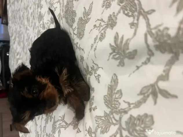 pui yorkshire terrier 6 saptamani