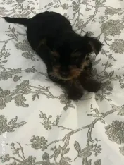 Pui yorkshire terrier 6 saptamani 