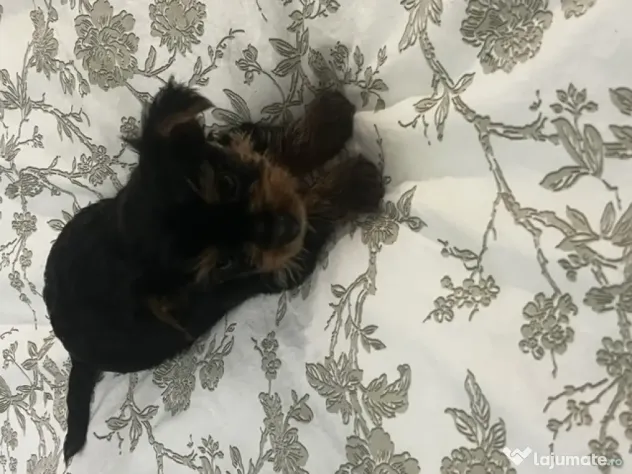 pui yorkshire terrier 6 saptamani