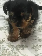 Pui yorkshire terrier 6 saptamani 