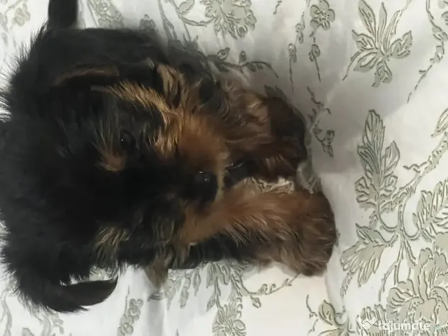 pui yorkshire terrier 6 saptamani