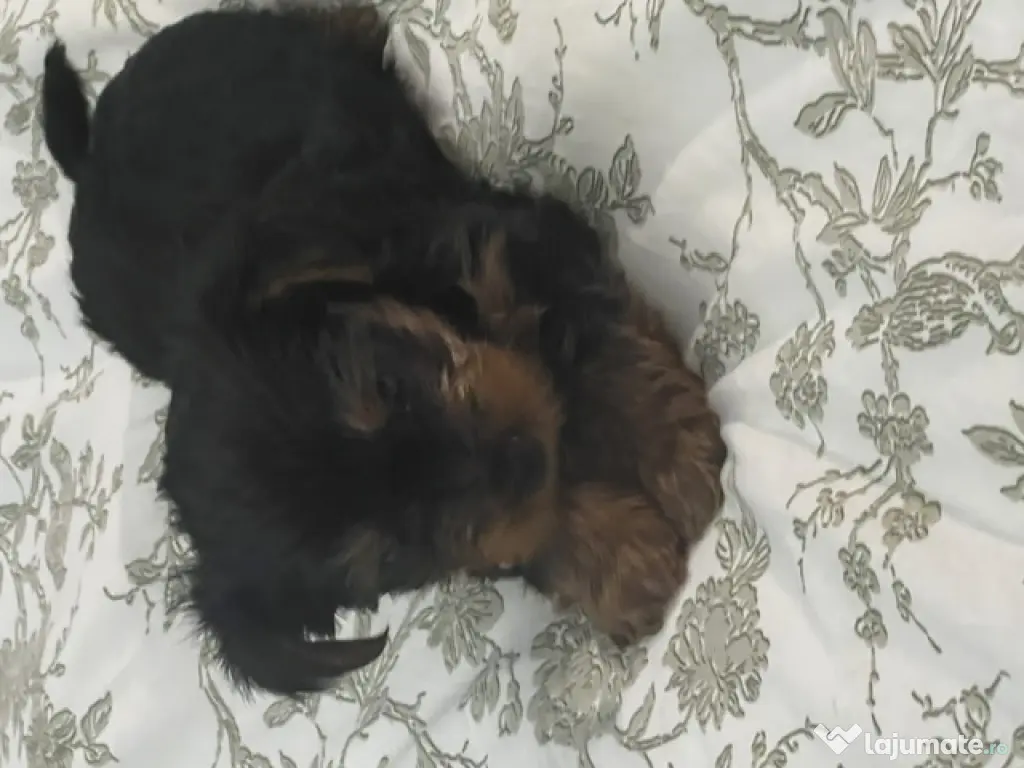 pui yorkshire terrier 6 saptamani