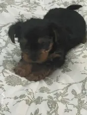 Pui yorkshire terrier 6 saptamani 