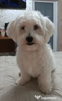 Bichon maltez vârsta 9 luni