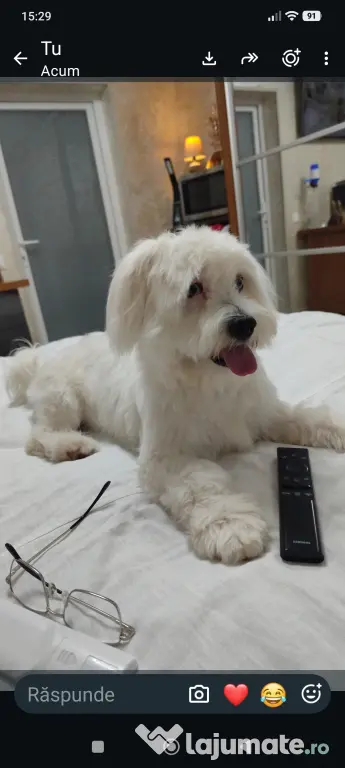 Bichon maltez vârsta 9 luni