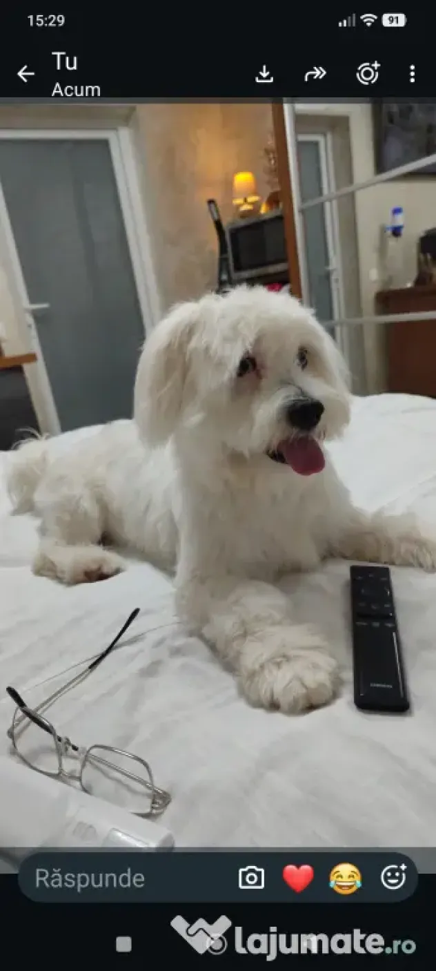 Bichon maltez vârsta 9 luni