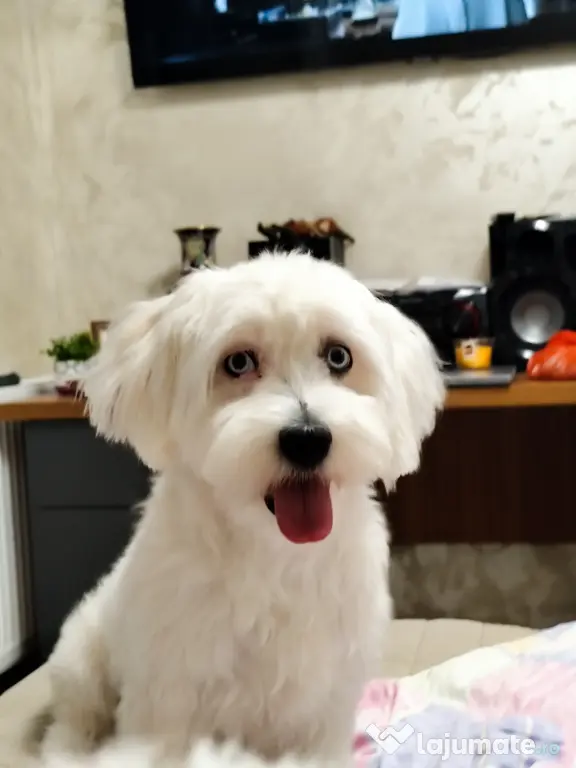 Bichon maltez vârsta 9 luni