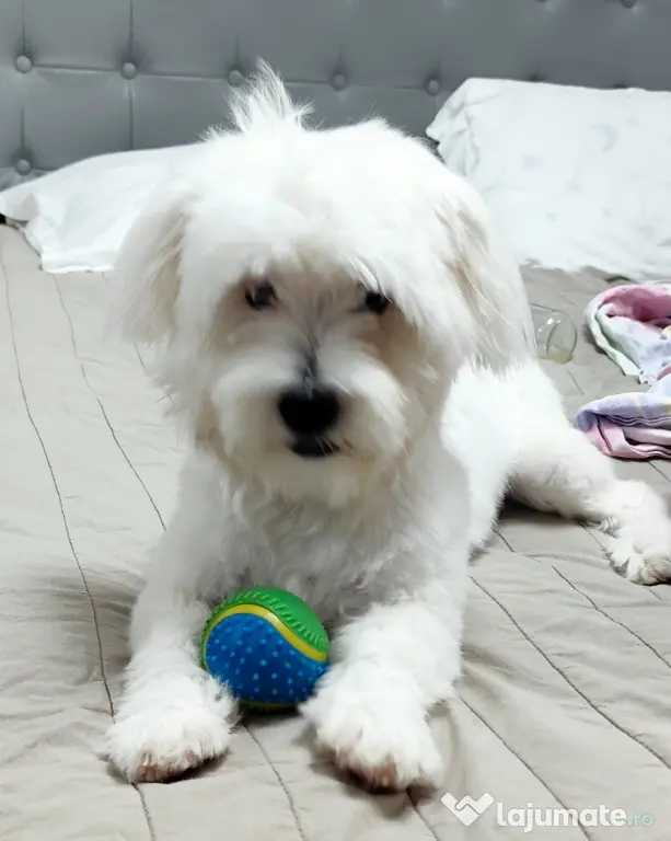 Bichon maltez vârsta 9 luni