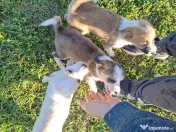 URGENT, Dau spre adoptie catei talie mica 
