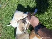 URGENT, Dau spre adoptie catei talie mica 