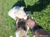 URGENT, Dau spre adoptie catei talie mica 