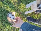 URGENT, Dau spre adoptie catei talie mica 