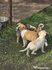 URGENT, Dau spre adoptie catei talie mica