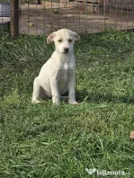 URGENT, Dau spre adoptie catei talie mica