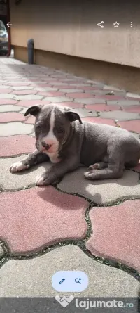 Căței Amstaff blue rasă pură 