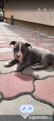 Căței Amstaff blue rasă pură