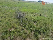 Teren de 5000 mp de vanzare in Mosnita Veche 