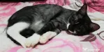 Motanel grey tabby adoptie