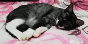 Motanel grey tabby 