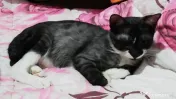 Motanel grey tabby 