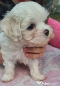 Bichon maltez 8saptamani 