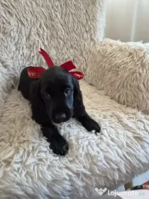 Cocker spaniel fetita