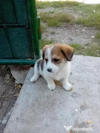Donez/dau spre adopție 
