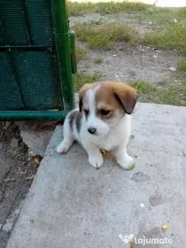 Donez/dau spre adopție