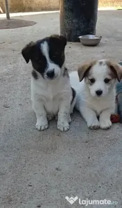 Donez/dau spre adopție 
