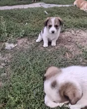 Donez/dau spre adopție 