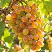Vând struguri de vin 