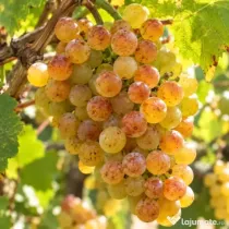 Vând struguri de vin