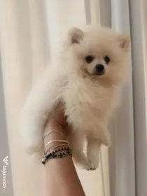 Pomeranian cu pedigree femela superba