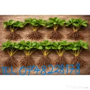 Stoloni capsuni Albion, zmeur, coacaz, afin siberian, lavanda, agris, fragi