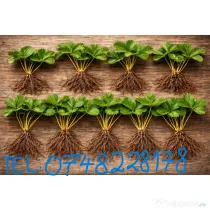 Stoloni capsuni Albion, zmeur, coacaz, afin siberian, lavanda, agris, fragi