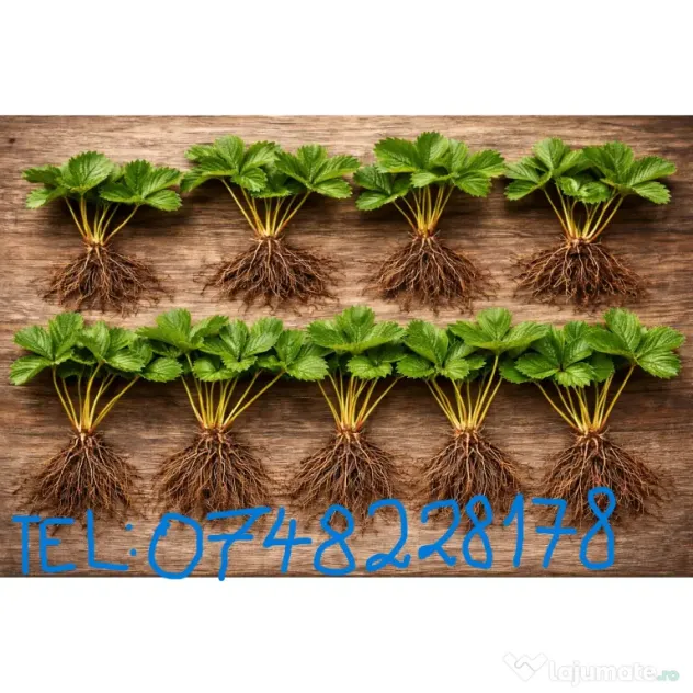 Stoloni capsuni Albion, zmeur, coacaz, afin siberian, lavanda, agris, fragi