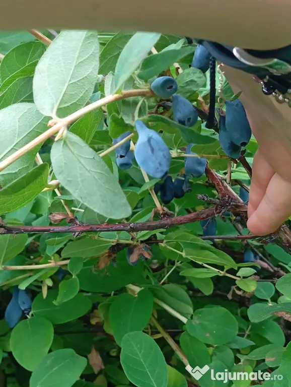 Stoloni capsuni Albion, zmeur, coacaz, afin siberian, lavanda, agris, fragi