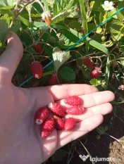 Stoloni capsuni Albion, zmeur, coacaz, afin siberian, lavanda, agris, fragi