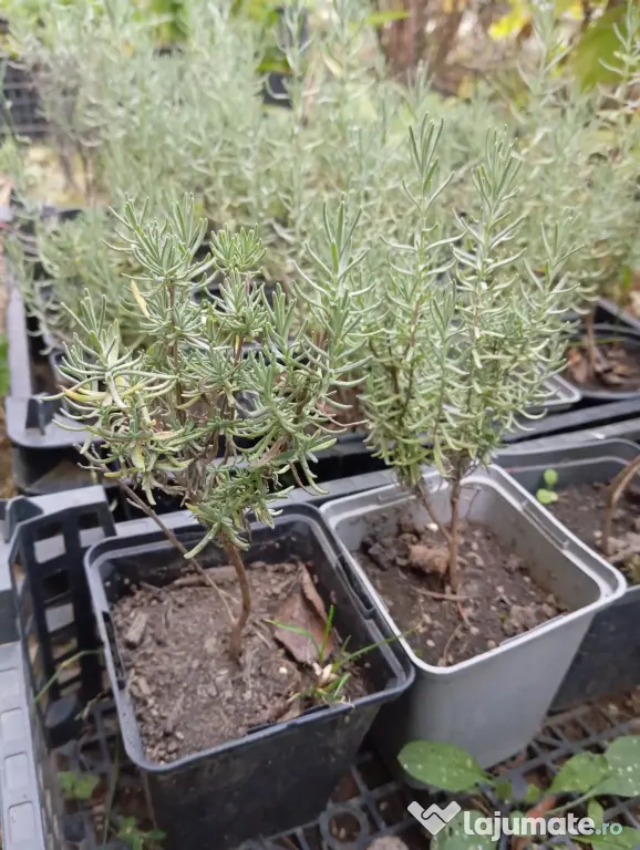 Stoloni capsuni Albion, zmeur, coacaz, afin siberian, lavanda, agris, fragi