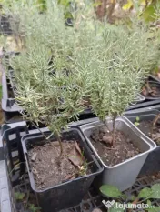 Stoloni capsuni Albion, zmeur, coacaz, afin siberian, lavanda, agris, fragi