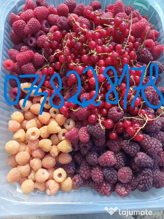 Stoloni capsuni Albion, zmeur, coacaz, afin siberian, lavanda, agris, fragi