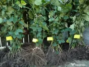 Stoloni capsuni Albion, zmeur, coacaz, afin siberian, lavanda, agris, fragi