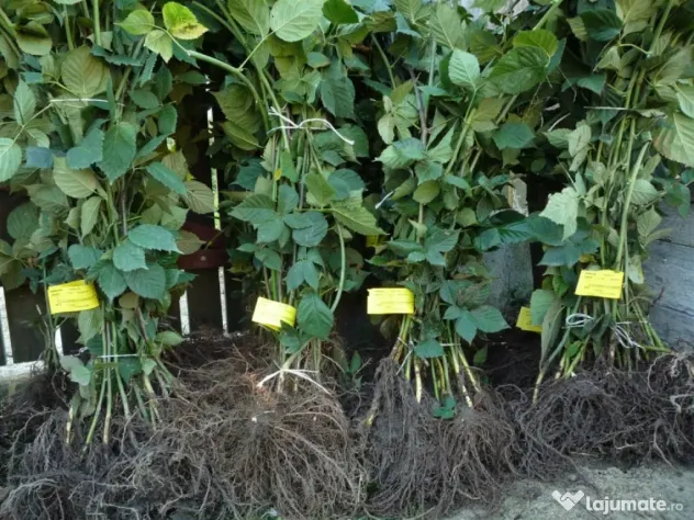 Stoloni capsuni Albion, zmeur, coacaz, afin siberian, lavanda, agris, fragi