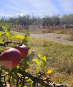 Teren intravilan, 512 mp, zona Evergreen