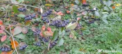 Vând Aronia – Fructe proaspete | Bogate în antioxidanți | Producție locală