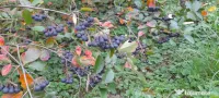 Vând Aronia – Fructe proaspete | Bogate în antioxidanți | Producție locală 