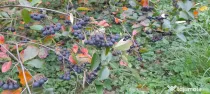 Vând Aronia – Fructe proaspete | Bogate în antioxidanți | Producție locală