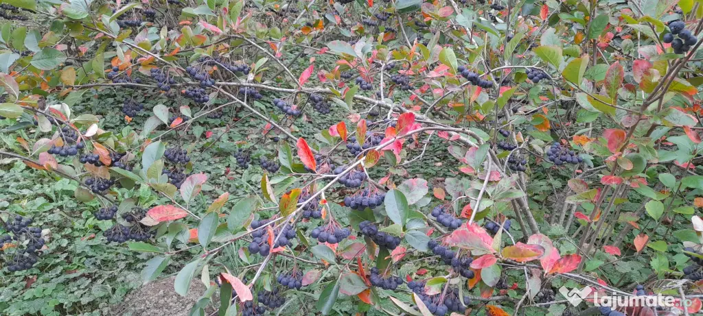 Vând Aronia – Fructe proaspete | Bogate în antioxidanți | Producție locală