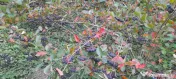 Vând Aronia – Fructe proaspete | Bogate în antioxidanți | Producție locală